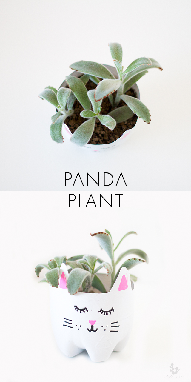 Panda_Plant