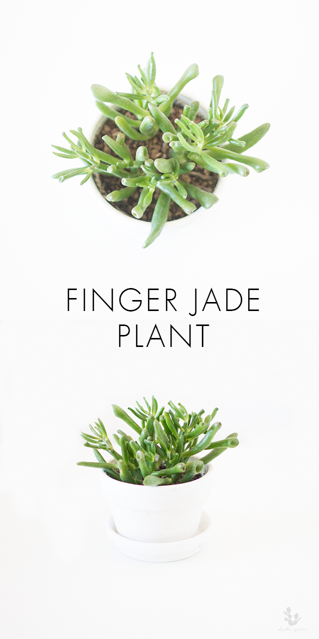 finger_jade